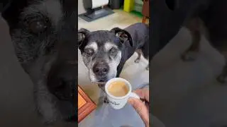A dog wants to join me for a coffee​ #animalscinematic #dog #funny #shorts #coffee ee