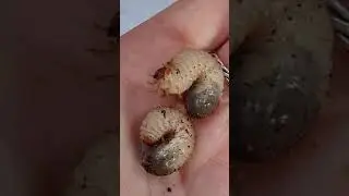 Mystery Grub Wakes Up! Rose chafer beetle babies? 🪲 #shorts #insects #bugs