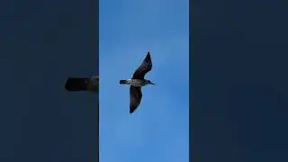 #birds #slowmotion #birdsinflight #beach #beachwalk #slomo #slowmo #nature #wildlife