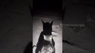 Shadow cat #MysteriousCat#DarkFeline#FelineMystery#ShadowPaws #MoodyCat#CinematicCat