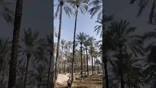 Cutting down palm trees