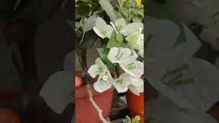 plants l flowers l shorts l garden