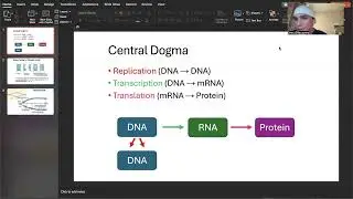 DNA Replication, Transcription, & Translation + HW Help