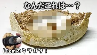 化物クワガタの育っているボトルの中からまずいモノが出てきたんだが…（くろねこチャンネル）