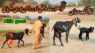 Milk goats in Talagang mandi/Bakra mandi update/Milk goats price/Dumba mandi update