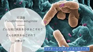 【だれでもわかる細菌学 第19回】緑膿菌 Pseudomonas aeruginosa
