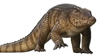 Quinkana: A terrestrial crocodilian from ice age Australia