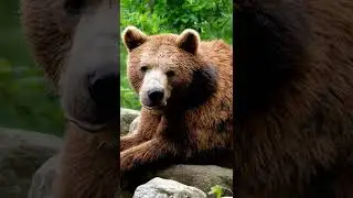 cute bear video | bear video #short #shorts #bear