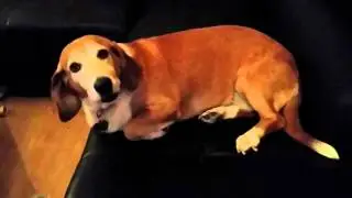 GUILTY! Miss Mabel the Dog can't deny it!