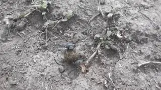 Gymnopleurus geoffroyi in Nikolaev city