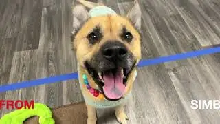 Simba