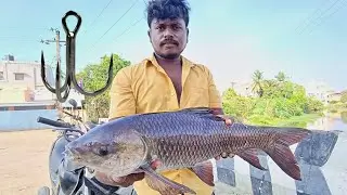 Triple hook fishing for monster ROHU FISH💯🔥🎣|| Big size Rohu catching in simple BAIT