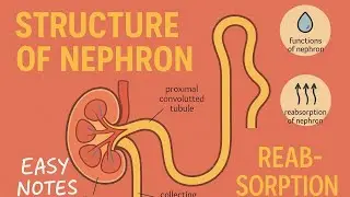Nephron | Structure of Nephron |  Function of Nephron | Reabsorption in Nephron |  Notes of Nephron