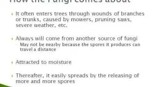the chemical solution to wood decay