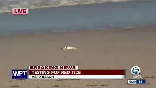 Dead fish wash ashore in Vero Beach