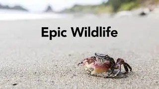 How Many of These Amazing Animals Have You Spotted?
