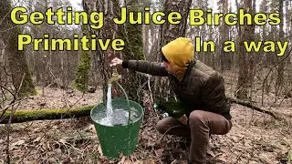 I Am Collecting the First Wild Spring Sap of the WILD BIRCH