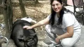 The ugly pig in the zoo