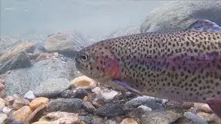 3,000+ Trout Stocked in Mad River!