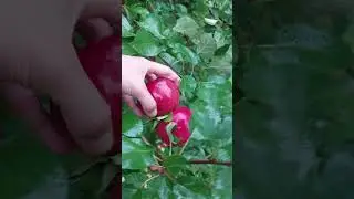 from our backyard 🍎🍎 #shorts #youtubeshorts #apples