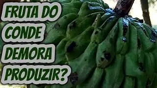 Quanto tempo P&eacute; de Fruta do Conde pinha leva para produzir? Quantos meses demora iniciar a produ&ccedil;&atilde;o?