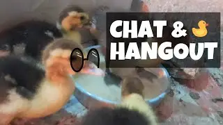 LIVE: Let's Learn From Reddit Threads, Chick Raising and Care | Let's Talk & Discuss