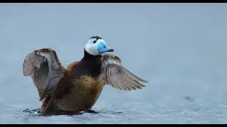 Савка., необычная и редкая утка.