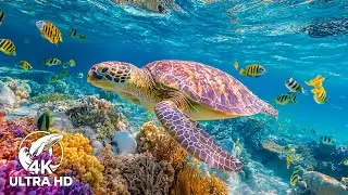 The Ocean 4K ULTRA HD – Stunning Fish & Vibrant Coral Reef for Deep Sleep