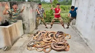 Brave Expert Catches 100 Giant Dragon Snakes With Bare Hands
