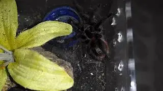 Feeding Vid #3 + OBT bite (LOL)