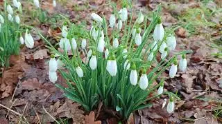 Snowdrops Keep Falling On My Head #snowdrops 