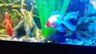 Lord Manderlys Fish Tank