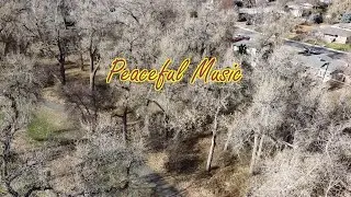 Peaceful Music, Calm Soothing Reading Music