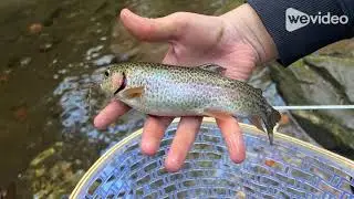 Welcome To Reedy River Flies!