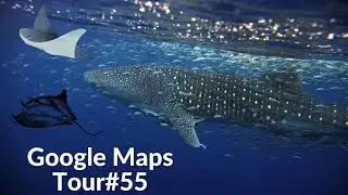Google Maps Tour#55 (Whale Shark and Stingray)