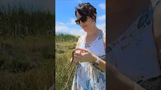Releasing a not so feisty little Herald Snake. #heraldsnake #snakerelease #acoupleenroute #snaketalk