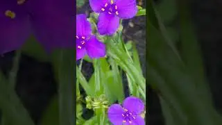 Традесканция виргинская &laquo;Доброе Утро&raquo; #spiderwort #tradescantia #цветы #сад #дача