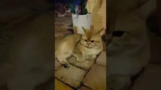 #akitakittens