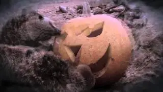 Yorkshire Wildlife Park -The Magical Halloween Adventure YWP 2015