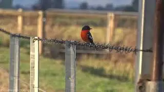 Flame Robin (Petroica phoenicea) | Corryong Sewage Ponds, Victoria (AUSTRALIA)