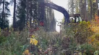 Flathead Electric Cooperative mitigating the risk of wildfires around power lines on Highway 2