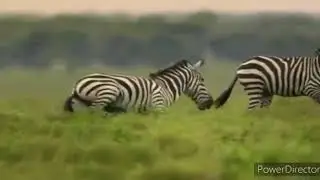 zebra ATTACK on cheetah for our defense