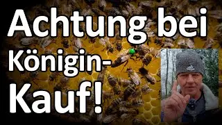 Wichtig: Imker-TIPP K&ouml;niginnen-Kauf - das solltest Du vor dem Kauf einer Bienenk&ouml;nigin beachten!