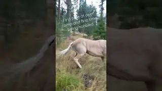 1st time being hobbled #horse #shorts #short #viral #hunting