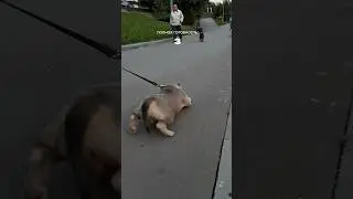 Оnасное наnаденuе &laquo;бойцовской&raquo; собаки 😂