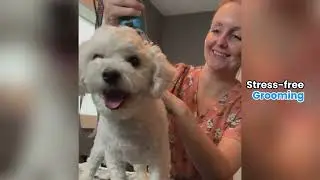 Resort-Style Dog Daycare in London ON | Doggo Den Cage-Free Play, Grooming & Dog Bus Pickup