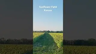 #sunflower #kansas #lawrence #usa #midwest #travel #weekend #bucketlist #summer #explore #nature