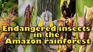 Endangered insects in the Amazon Rainforest | Rare insects of the Amazon