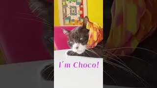 チョコの秋スタイル　#shorts #cat #cats