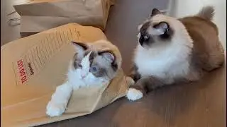 Ragdoll Cats. Sisters from the same litter. Part 1 of 2.